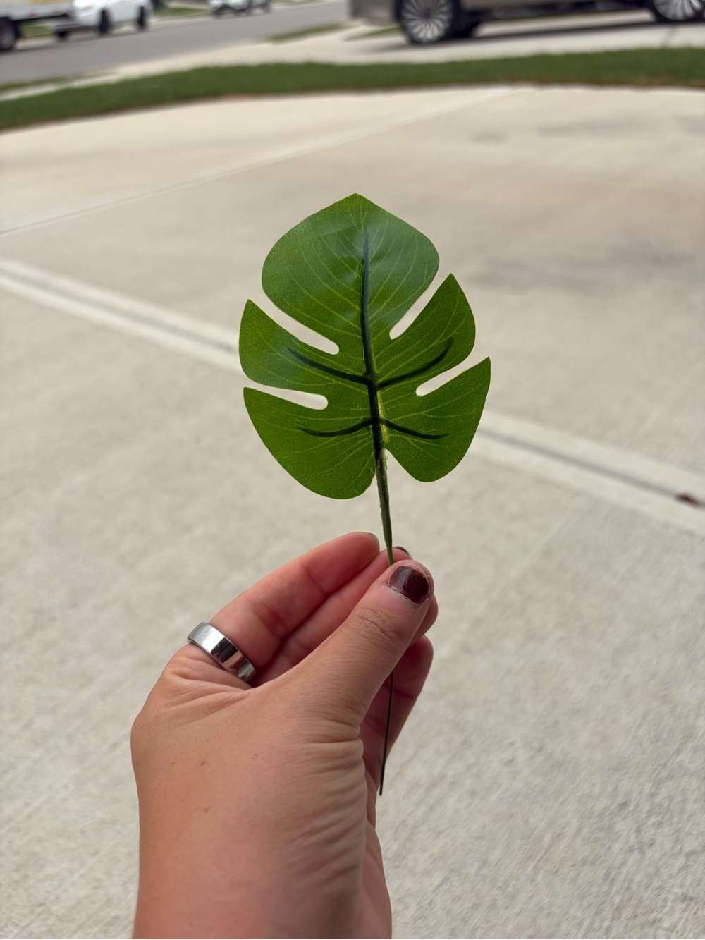 8 Baby Monstera Leaves
